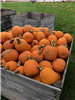 Pumpkins