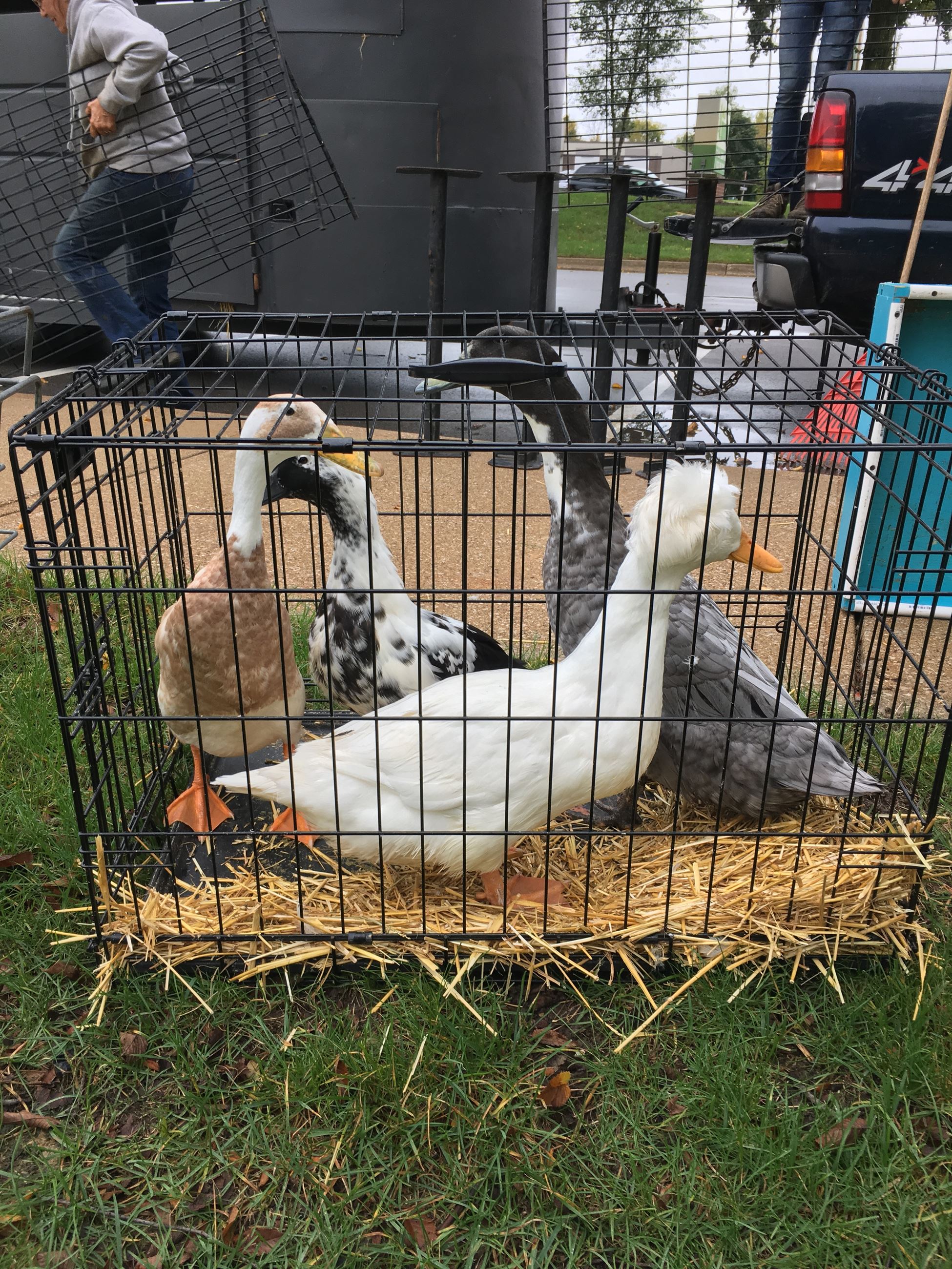 Geese in a cage