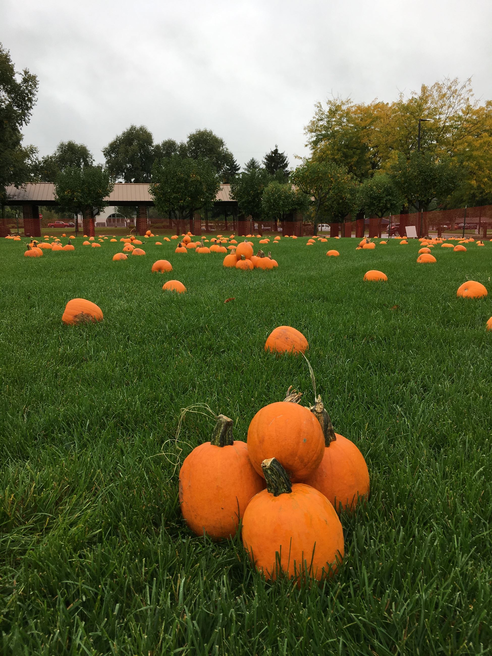 Pumpkins